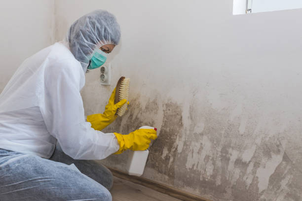 Best Black Mold Remediation in , DC
